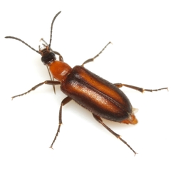 Gnathium minimum