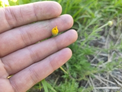 Cota tinctoria