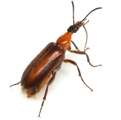 Gnathium minimum