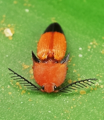 Pachyderes apicalis