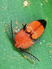 Pachyderes apicalis