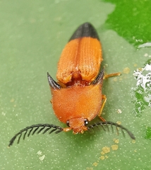 Pachyderes apicalis