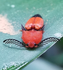 Pachyderes apicalis