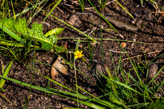 Hypoxis flanaganii
