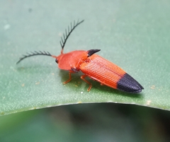 Pachyderes apicalis