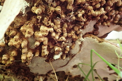 Agathomyia wankowiczii