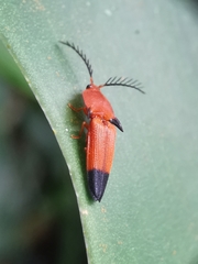 Pachyderes apicalis