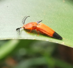 Pachyderes apicalis
