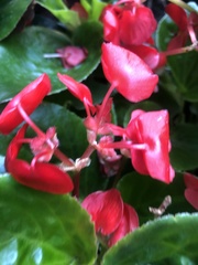 Magnoliopsida