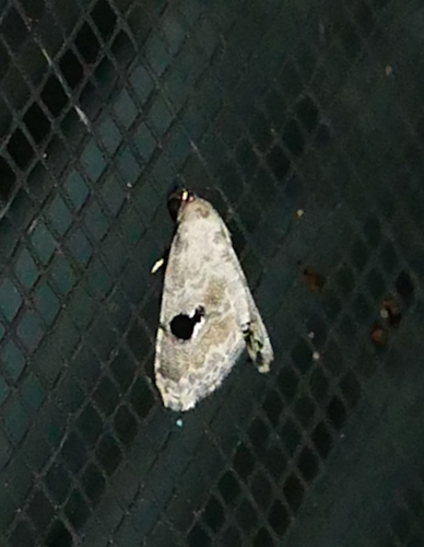 Abablemma duomaculata photo 2