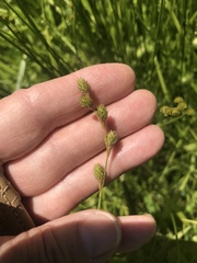Carex albolutescens