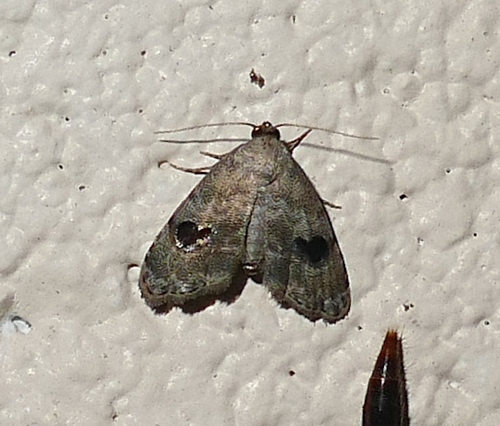 Abablemma duomaculata photo 3