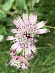Astrantia