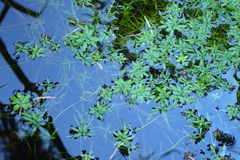 Callitriche cophocarpa