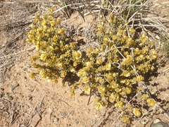 Anabasis brevifolia