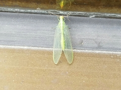 Chrysoperla