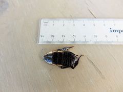 Drymaplaneta semivitta