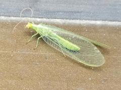 Chrysoperla