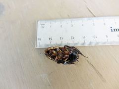 Drymaplaneta semivitta