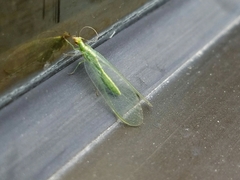 Chrysoperla