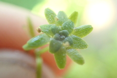 Callitriche cophocarpa