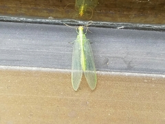 Chrysoperla