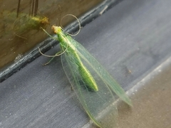 Chrysoperla