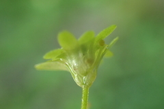 Callitriche cophocarpa