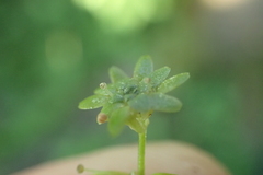 Callitriche cophocarpa