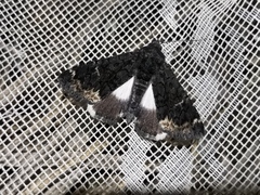 Catephia alchymista