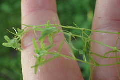 Callitriche cophocarpa