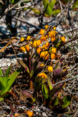 Polystachya pubescens