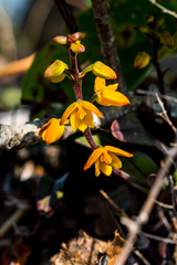 Polystachya pubescens