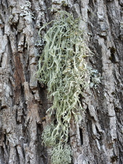 Ramalina fraxinea