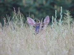 Odocoileus virginianus