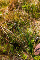 Trachyandra asperata