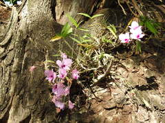 Dendrobium bigibbum