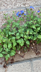 Tetragonia implexicoma