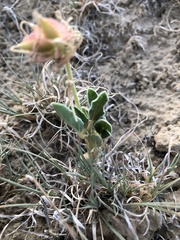 Tripterocalyx carneus