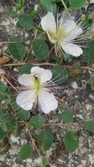 Capparis spinosa
