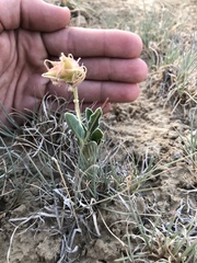 Tripterocalyx carneus