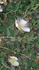 Capparis spinosa
