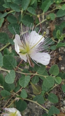 Capparis spinosa