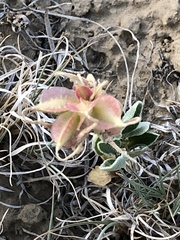 Tripterocalyx carneus