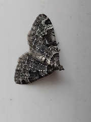 Xanthorhoe fluctuata