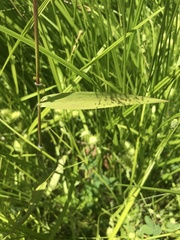 Dichanthelium microcarpon