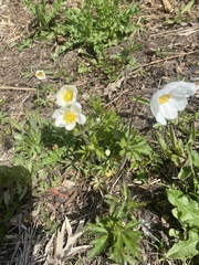 Anemonoides sylvestris