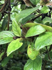 Drymonia alloplectoides