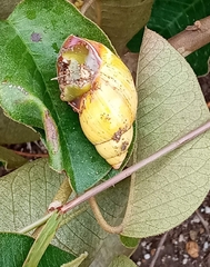 Bocourtia aequatoria