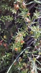 Fumana procumbens